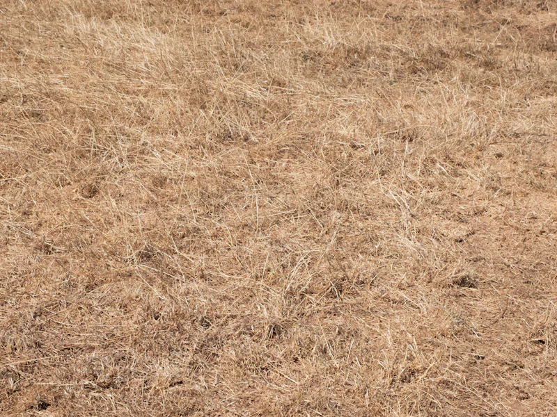 Dry brown grass covering a lawn in summer drought conditions