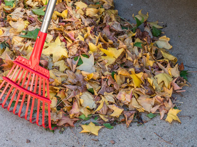 Rake resting on a pile of fallen autumn leaves