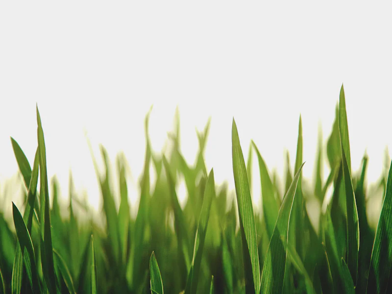 Healthy green lawn seen up close