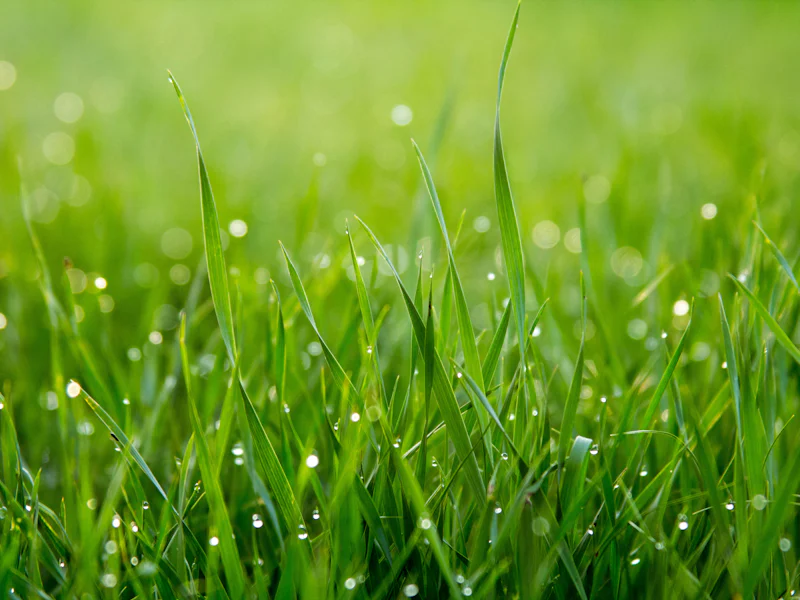Close view of fresh green grass with morning dew