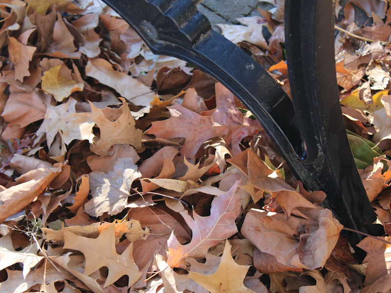 Fallen leaves on dormant winter grass